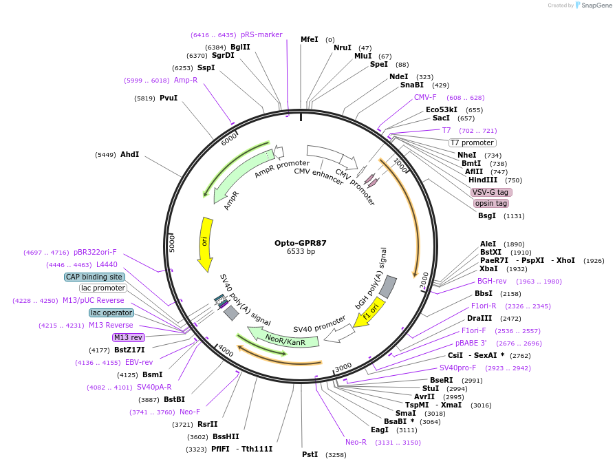 106038-plasmid-map-sequence-id-209659