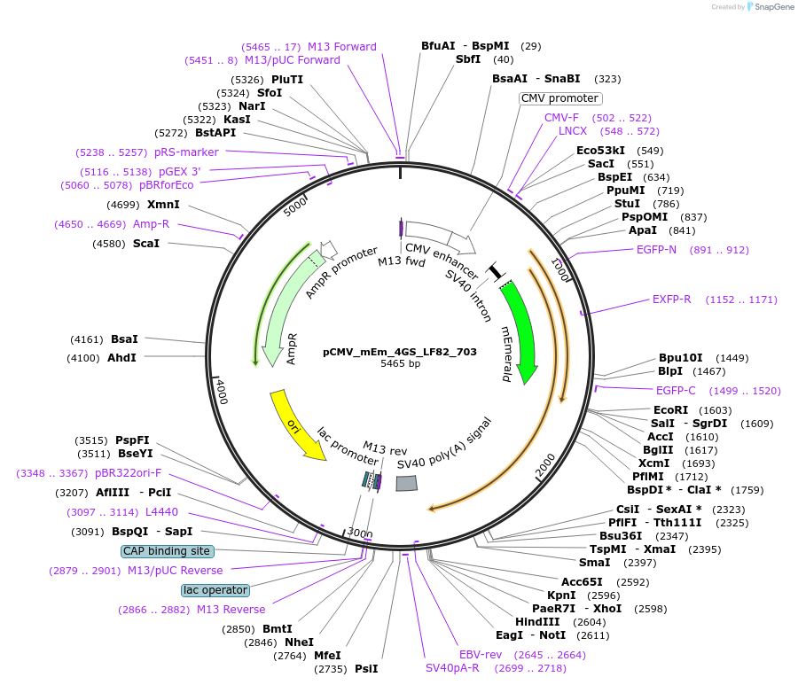 100371-plasmid-map-sequence-id-209660