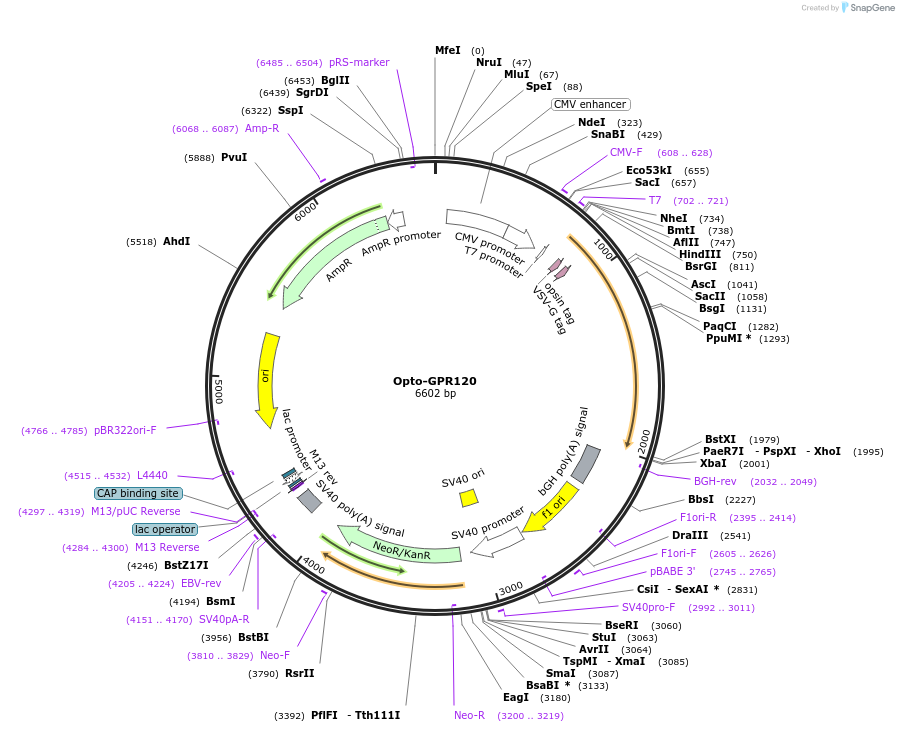 106041-plasmid-map-sequence-id-209663
