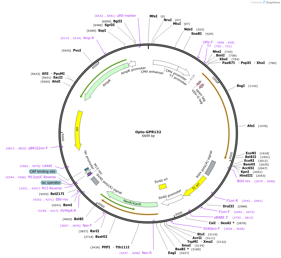 106042-plasmid-map-sequence-id-209664