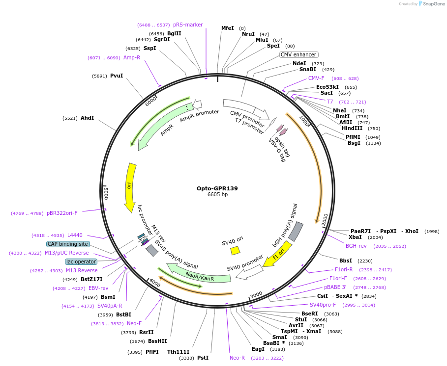 106044-plasmid-map-sequence-id-209668