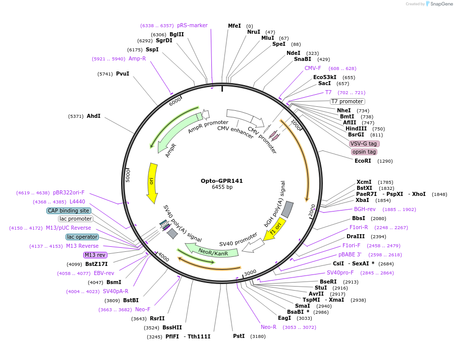 106045-plasmid-map-sequence-id-209670