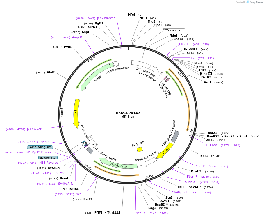 106046-plasmid-map-sequence-id-209672