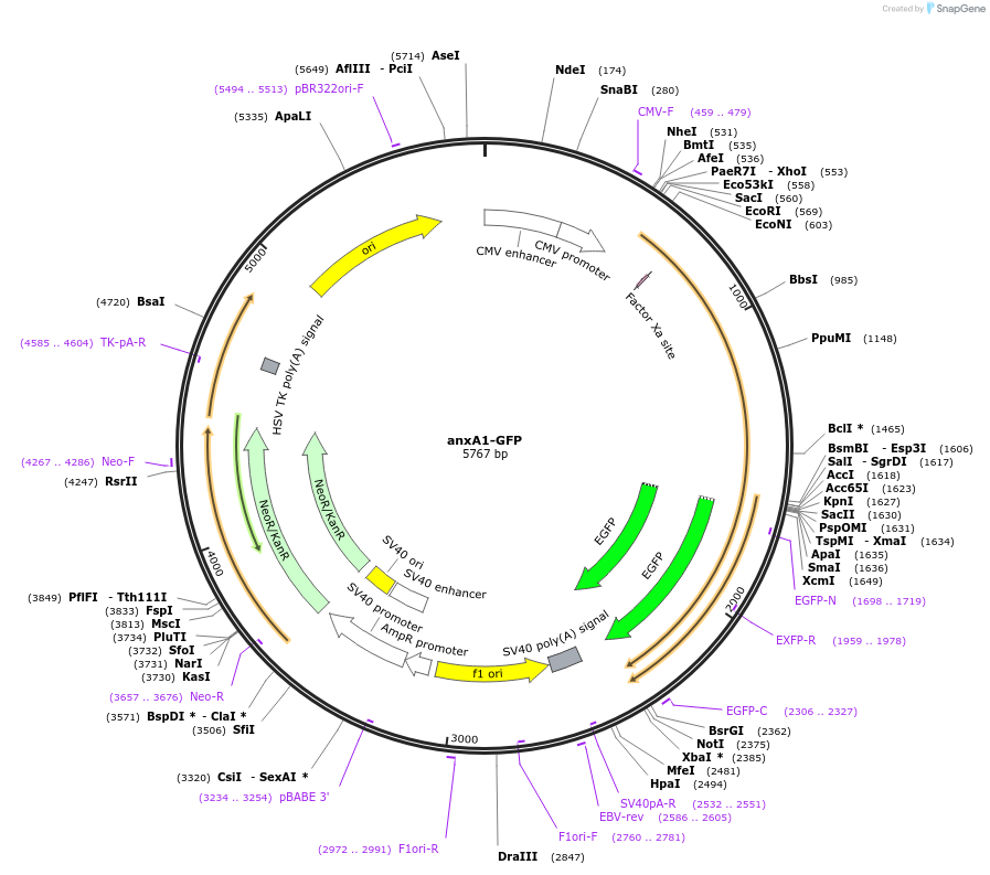 107194-plasmid-map-sequence-id-209674