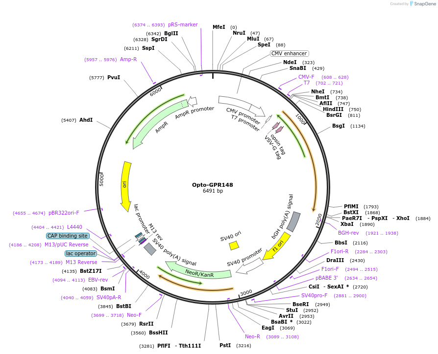 106048-plasmid-map-sequence-id-209675