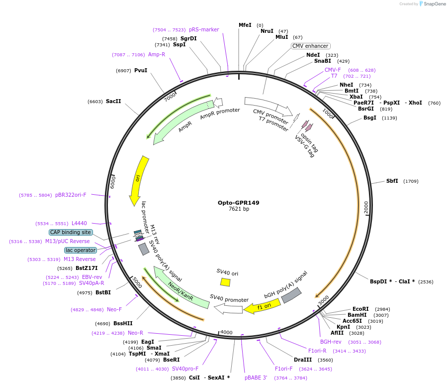 106049-plasmid-map-sequence-id-209676