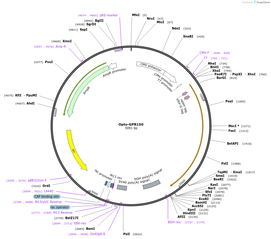 106050-plasmid-map-sequence-id-209677