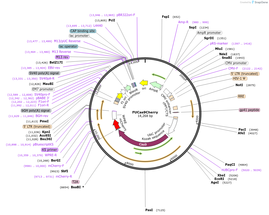 70182-plasmid-map-sequence-id-209679