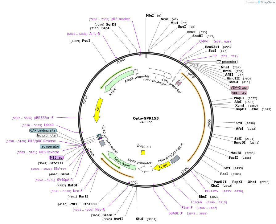 106053-plasmid-map-sequence-id-209684