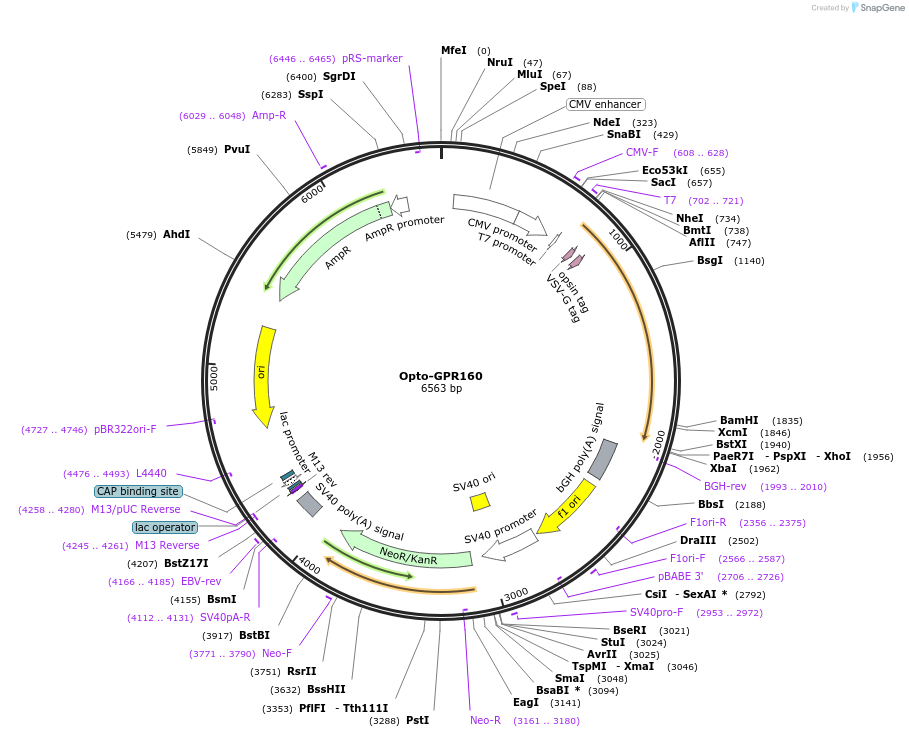 106054-plasmid-map-sequence-id-209685