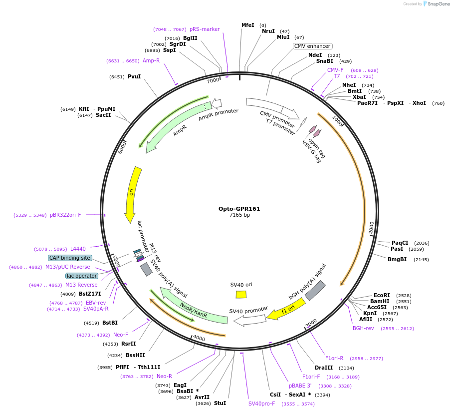 106055-plasmid-map-sequence-id-209686
