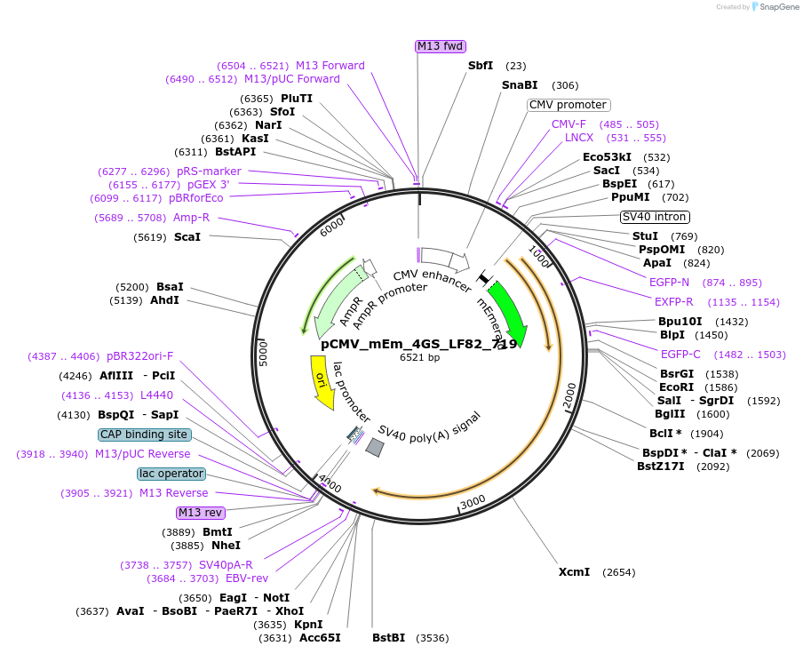 100373-plasmid-map-sequence-id-209687