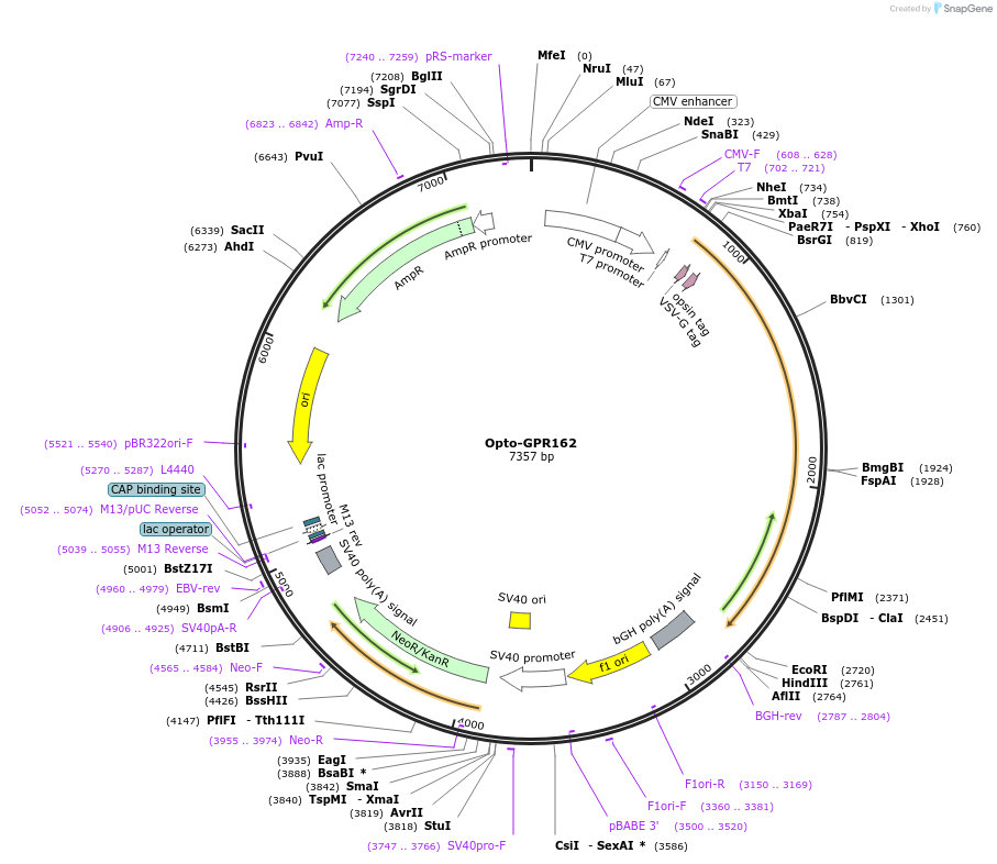 106056-plasmid-map-sequence-id-209688