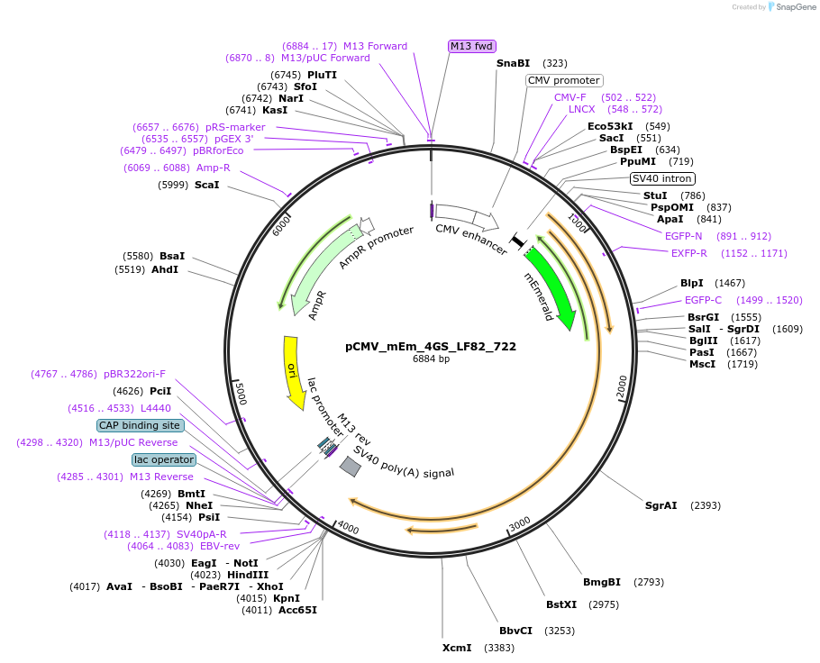 100374-plasmid-map-sequence-id-209689