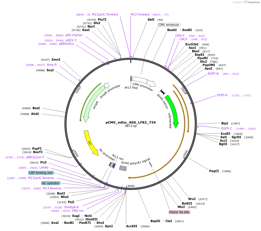 100375-plasmid-map-sequence-id-209691