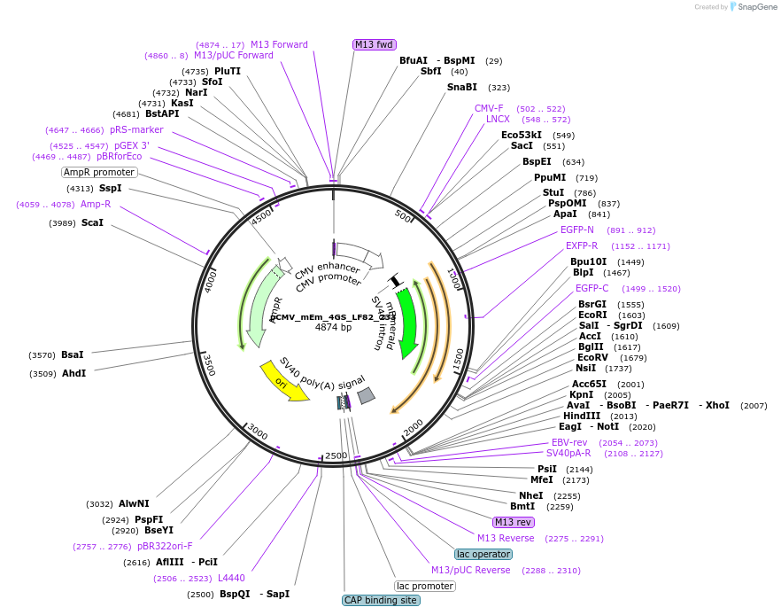 100378-plasmid-map-sequence-id-209694