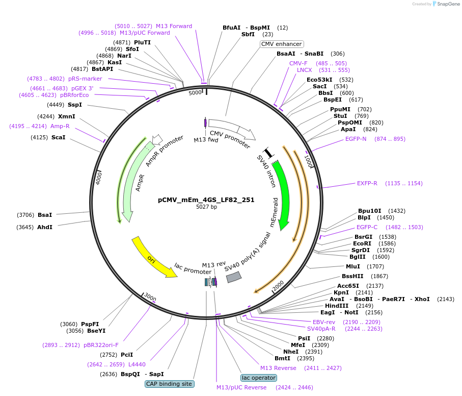 100379-plasmid-map-sequence-id-209696