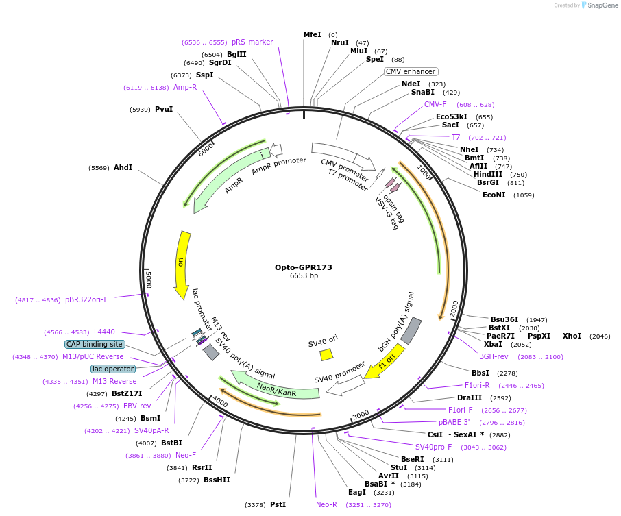 106058-plasmid-map-sequence-id-209697