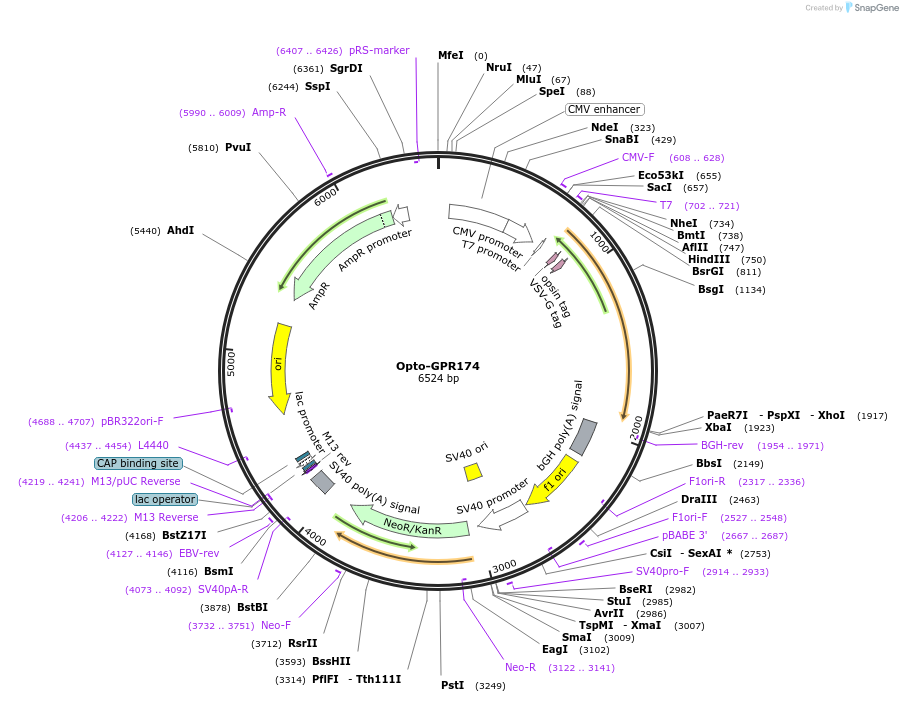 106059-plasmid-map-sequence-id-209698