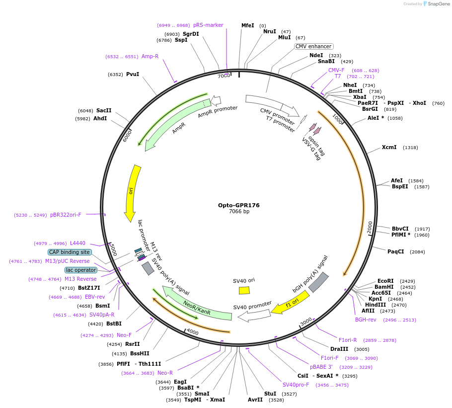 106060-plasmid-map-sequence-id-209699