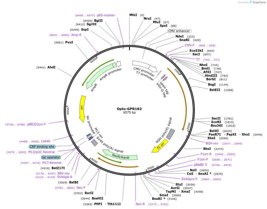 106061-plasmid-map-sequence-id-209700
