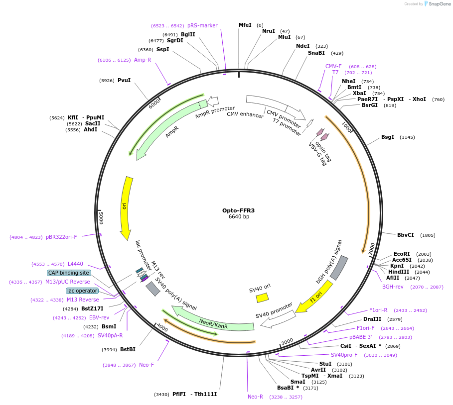 106065-plasmid-map-sequence-id-209706