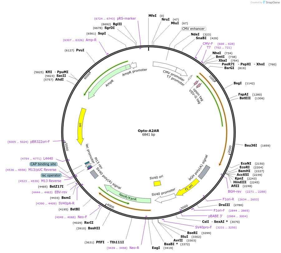 106066-plasmid-map-sequence-id-209707