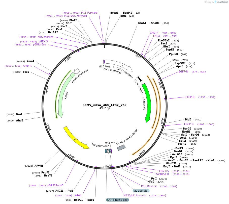 100381-plasmid-map-sequence-id-209708