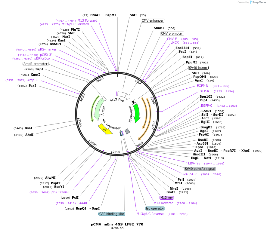 100382-plasmid-map-sequence-id-209710