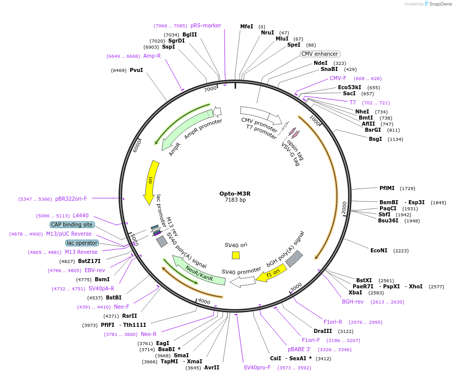 106071-plasmid-map-sequence-id-209714