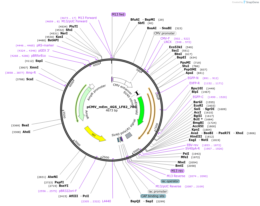 100384-plasmid-map-sequence-id-209717