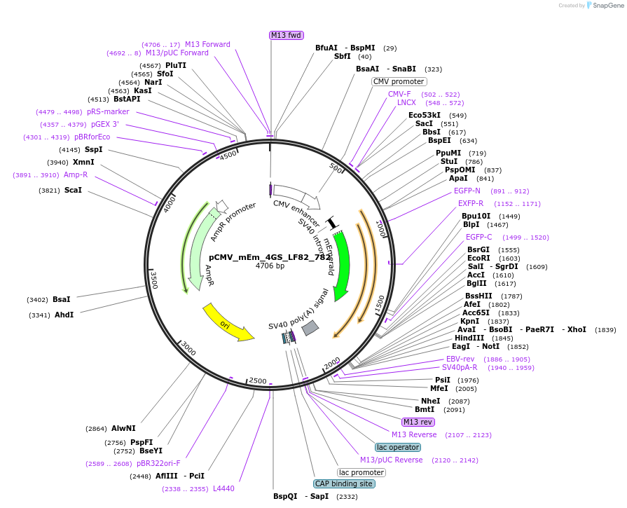 100385-plasmid-map-sequence-id-209718