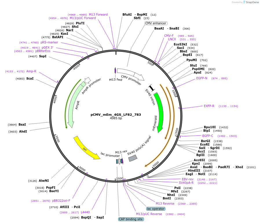 100386-plasmid-map-sequence-id-209721
