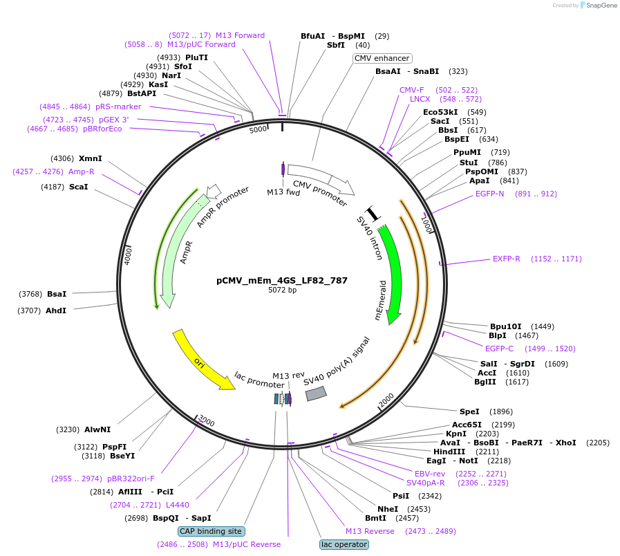 100387-plasmid-map-sequence-id-209722