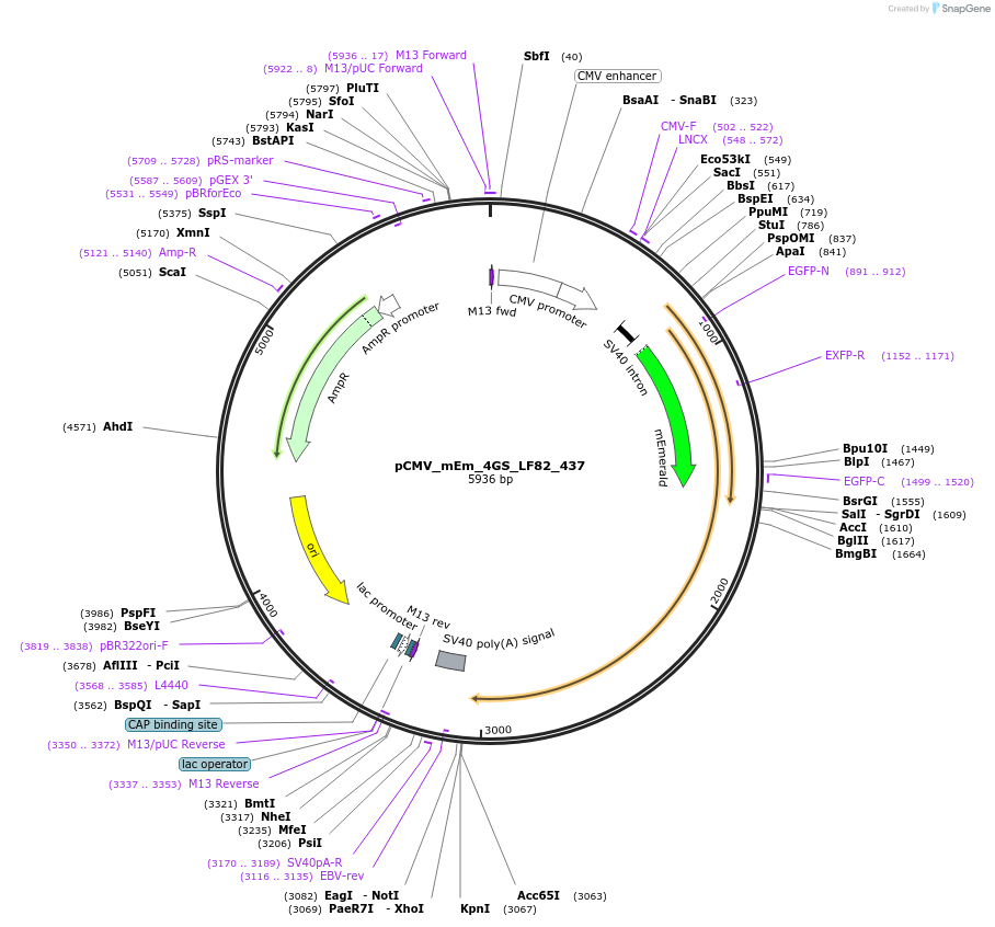 100388-plasmid-map-sequence-id-209724