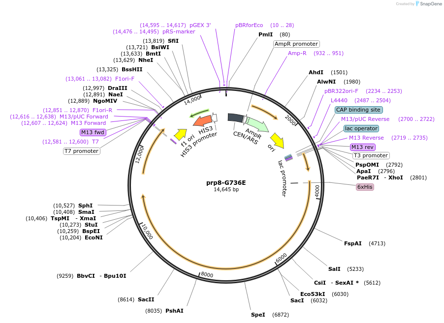 108450-plasmid-map-sequence-id-209727
