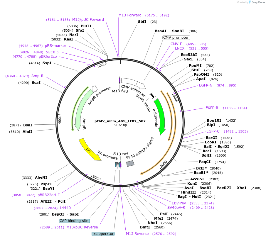 100390-plasmid-map-sequence-id-209728