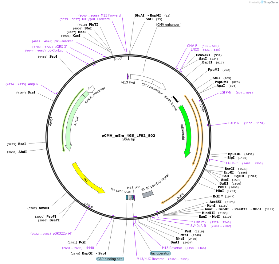 100393-plasmid-map-sequence-id-209729