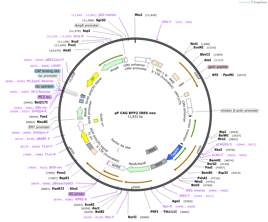 108175-plasmid-map-sequence-id-209730
