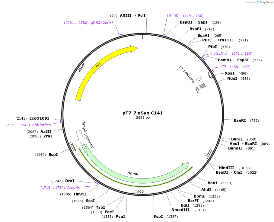 108866-plasmid-map-sequence-id-209734