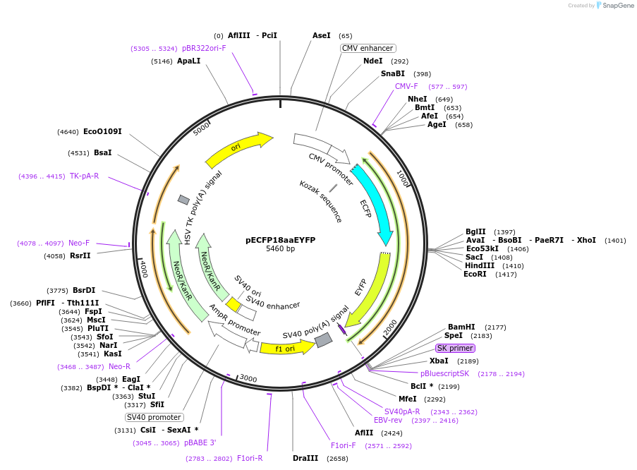 109330-plasmid-map-sequence-id-209737