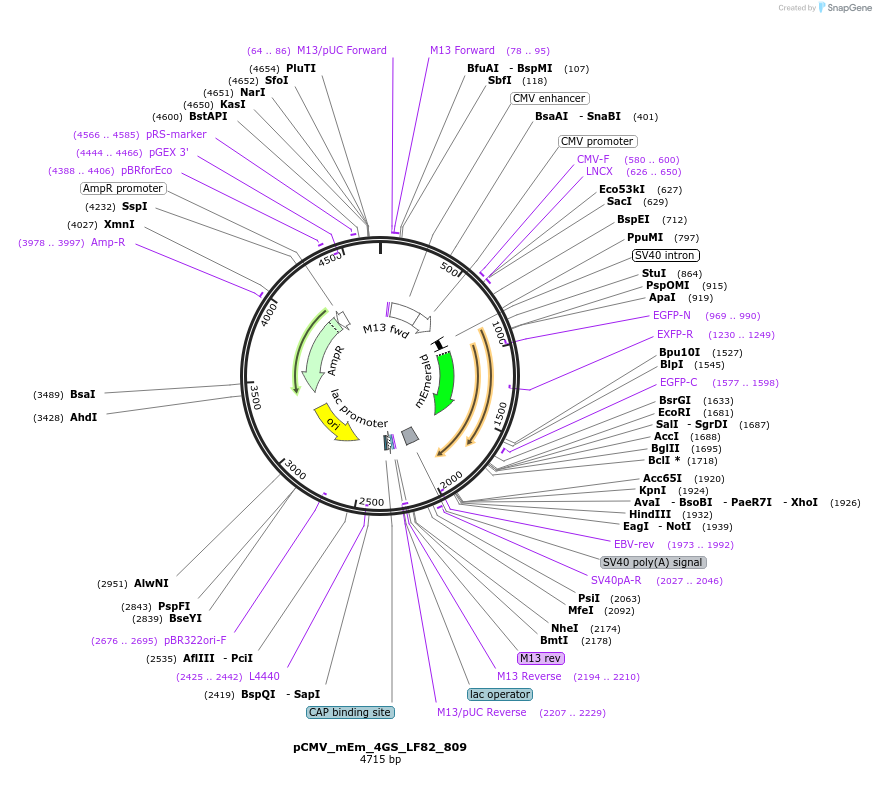 100407-plasmid-map-sequence-id-209744