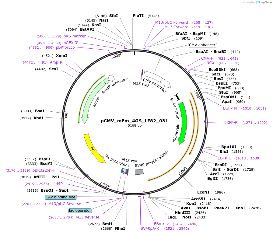 100408-plasmid-map-sequence-id-209745