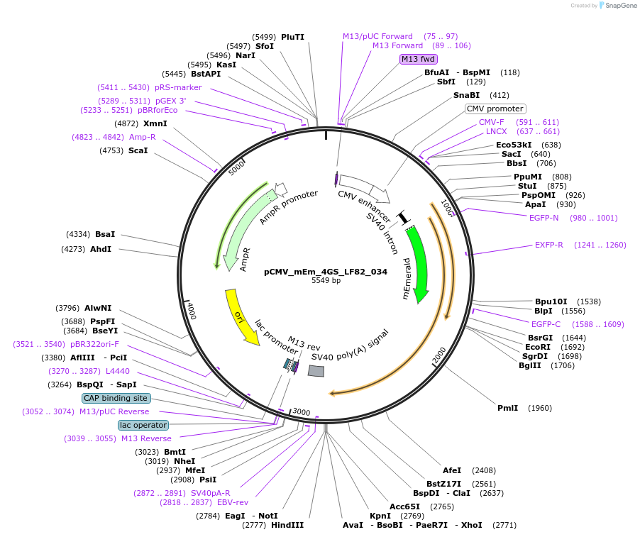 100409-plasmid-map-sequence-id-209746