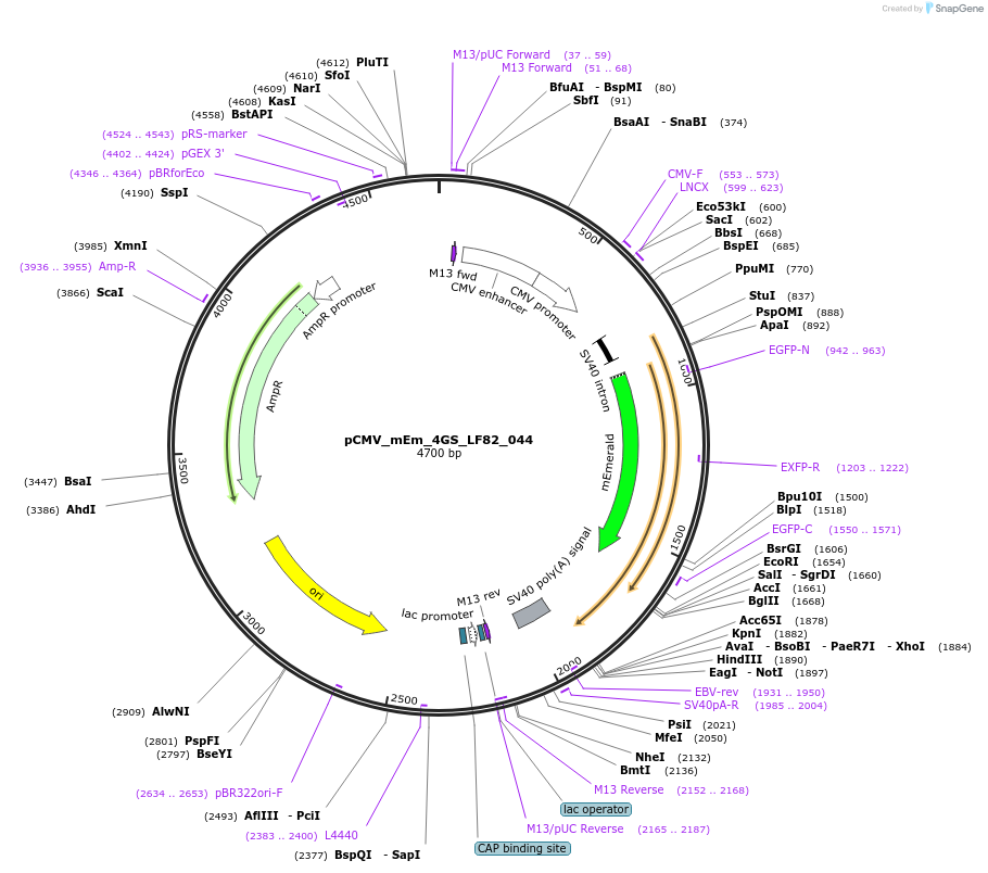 100410-plasmid-map-sequence-id-209747
