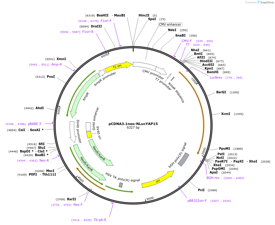 107610-plasmid-map-sequence-id-209756