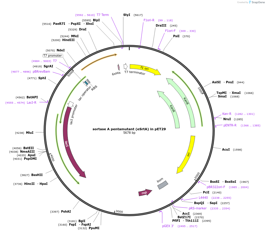 75144-plasmid-map-sequence-id-209759