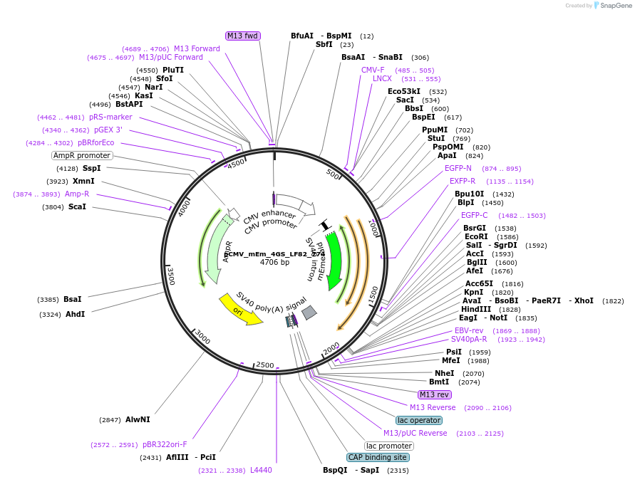 100348-plasmid-map-sequence-id-209760