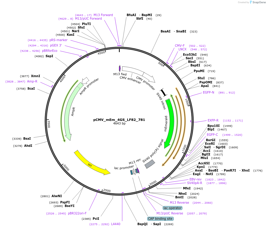 100392-plasmid-map-sequence-id-209763