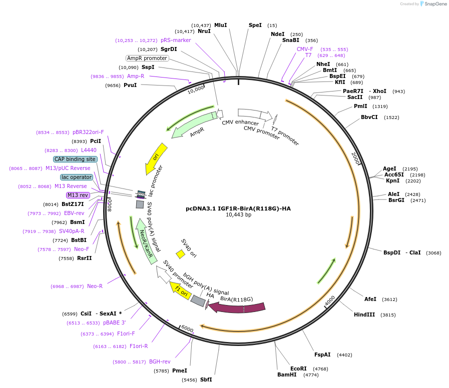 109232-plasmid-map-sequence-id-209764